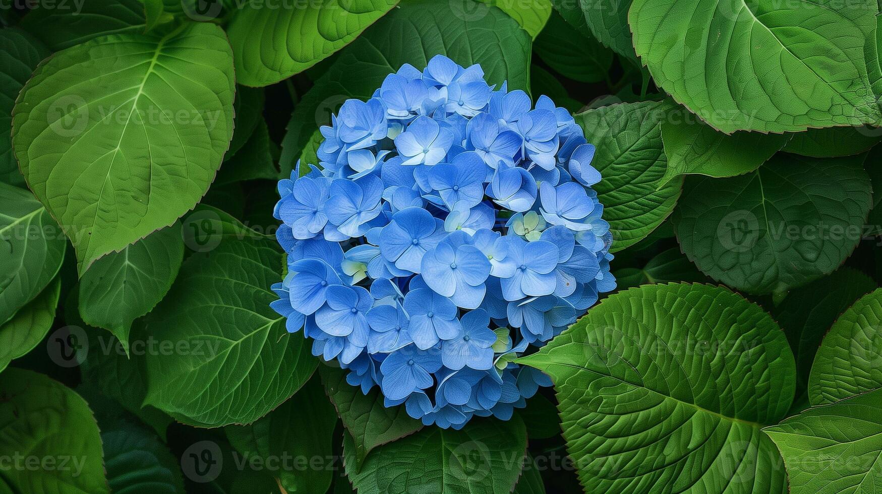Aromatic hortensia blossoming in summer park closeup image. Blue color hydrangea flowers on green bush close up photography. Bright blossom of garden concept photo realistic