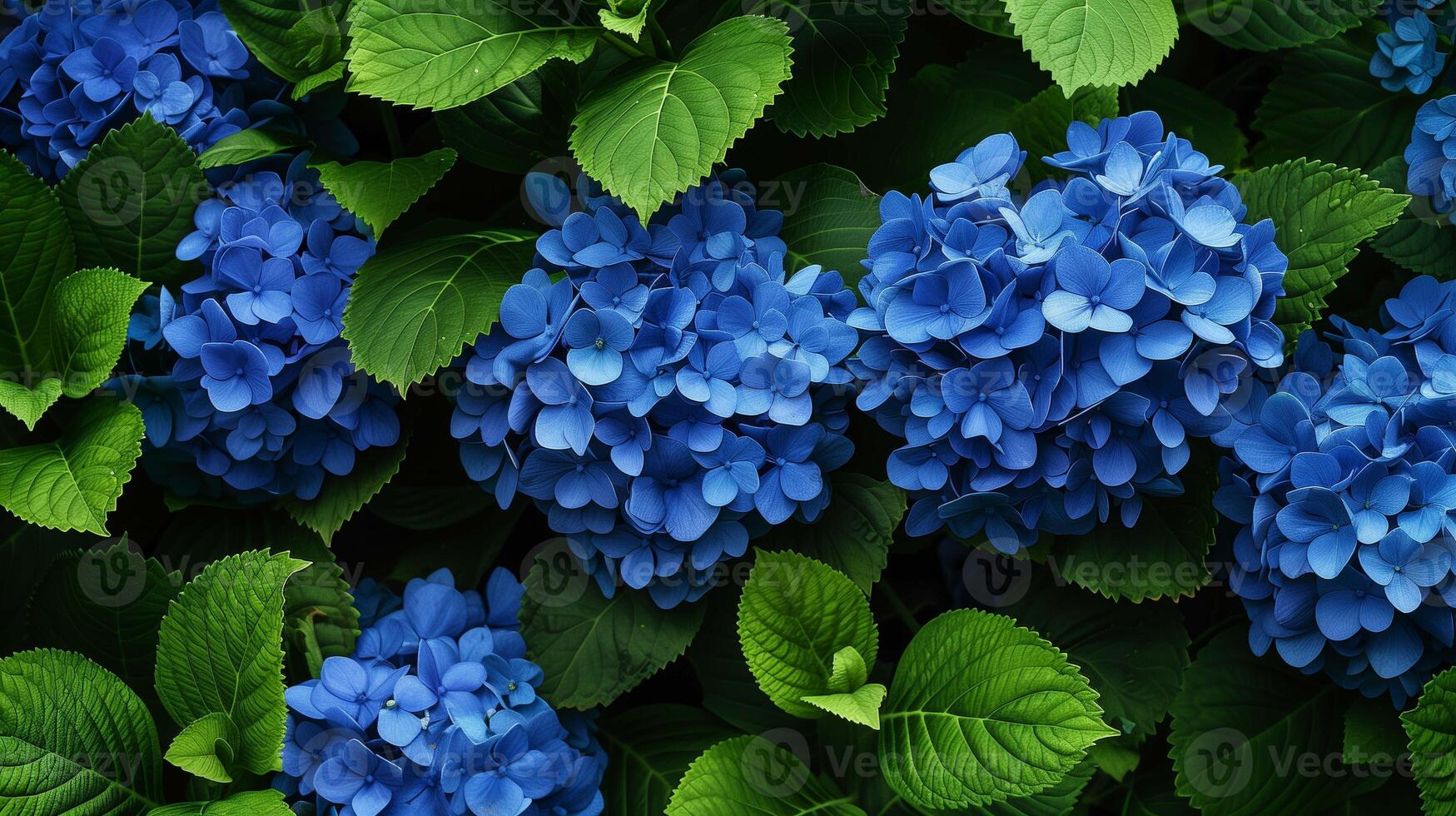 Blooming hydrangea bunches on lush bush photo. Decorative plant lovely blossom in summer garden image background wallpaper. Blue flowers of hortensia concept picture realistic photo