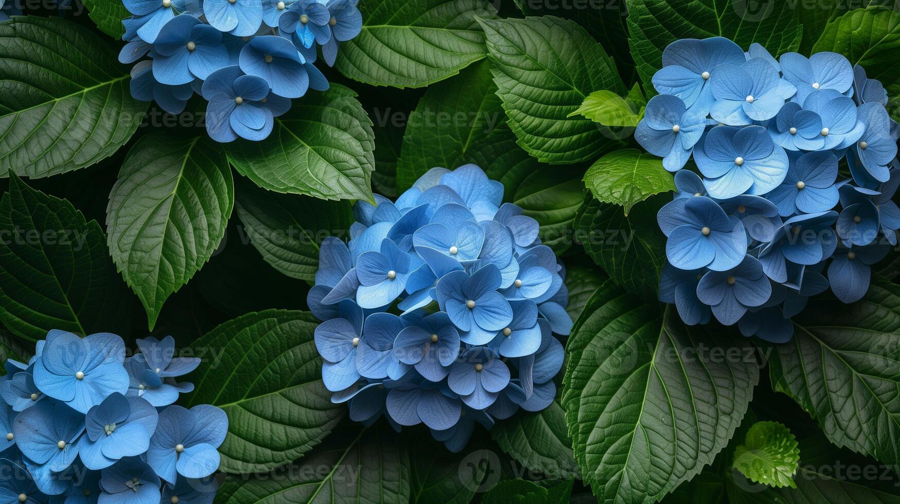 Blue bunches of hydrangea blossom in garden photo. Aromatic hortensia flowers on lush bush branches image background wallpaper. Decorative plant blooming concept picture realistic photo