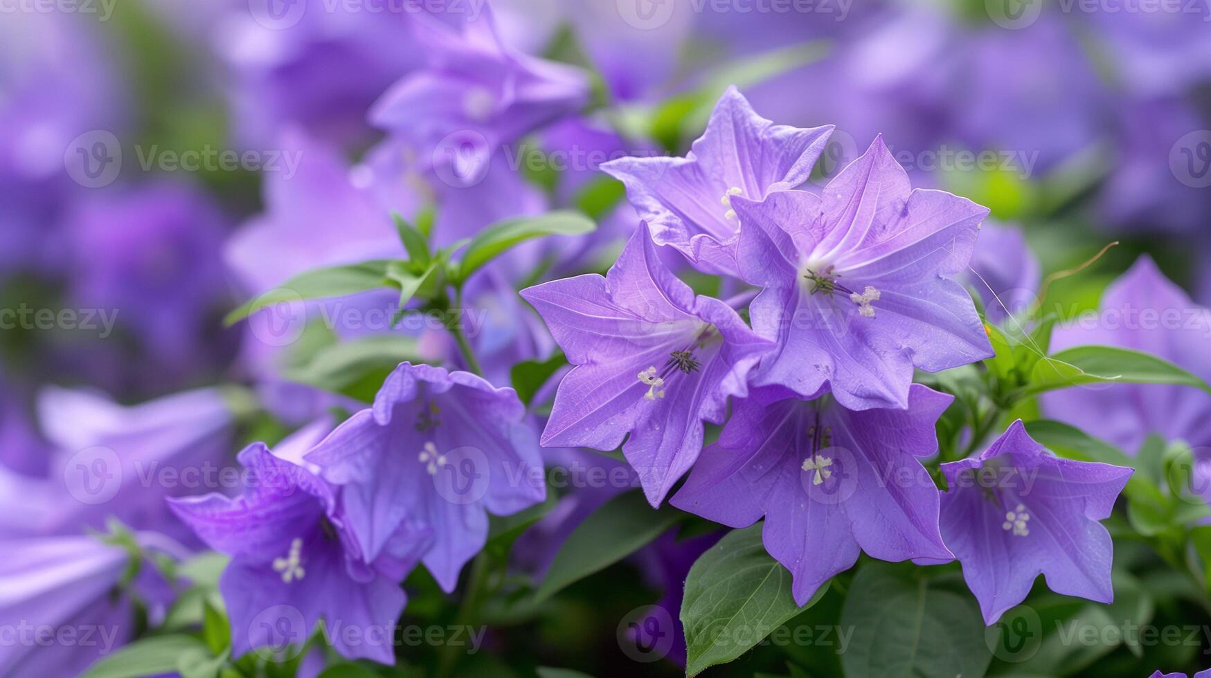 Beautiful purple bellflowers growing in forest closeup image. Blooming decorative plants in spring park close up photography. Wildflowers in landscaping design concept photo realistic