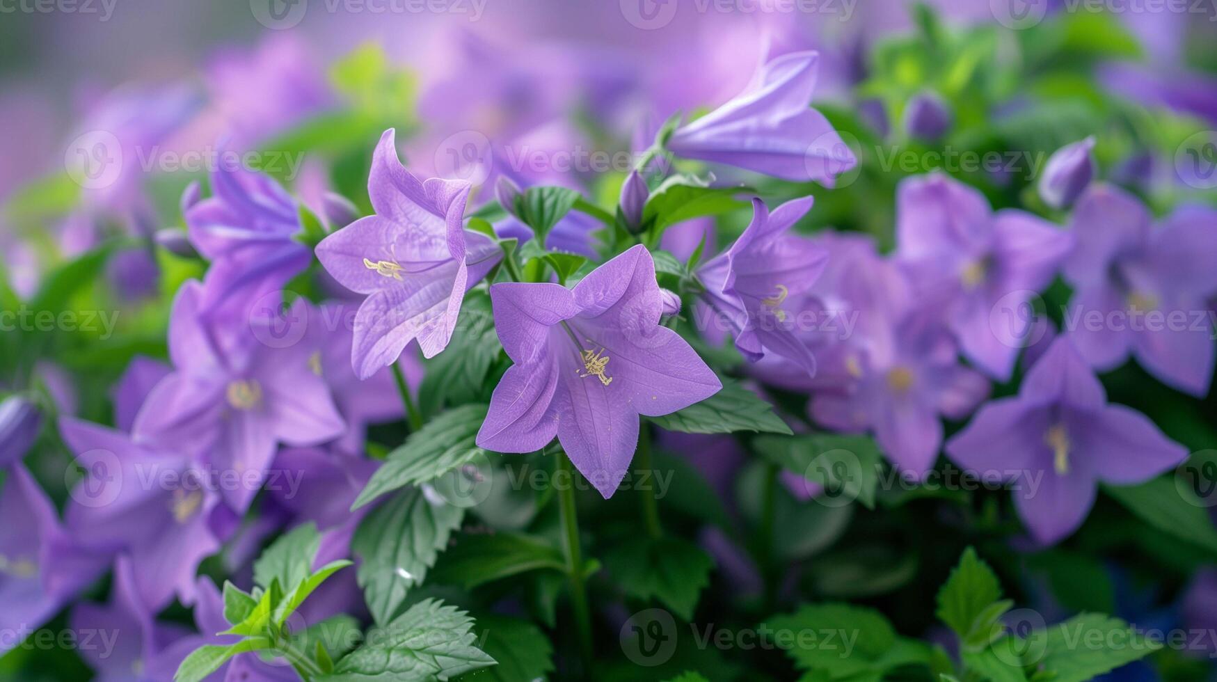 Gentle bellflowers on park flowerbed closeup image. Tiny harebells blooming on green bush close up photography. Plants cultivation for outdoor decor concept photo realistic