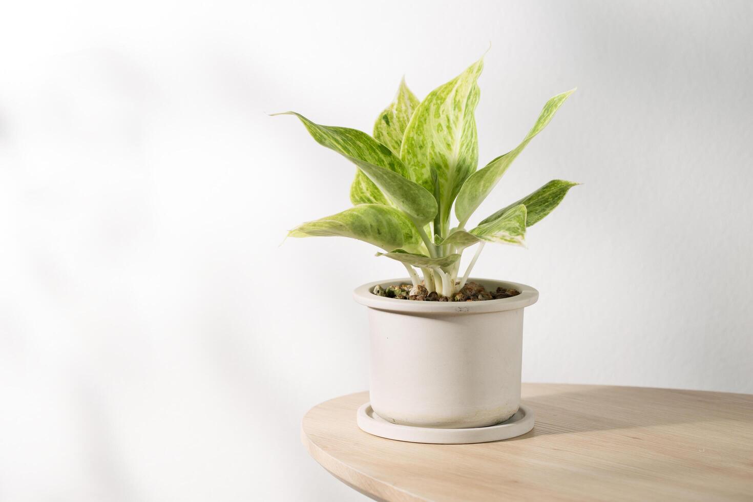 chino hojas perennes o aglaonema sp rapngoenraptongo planta en maceta. foto