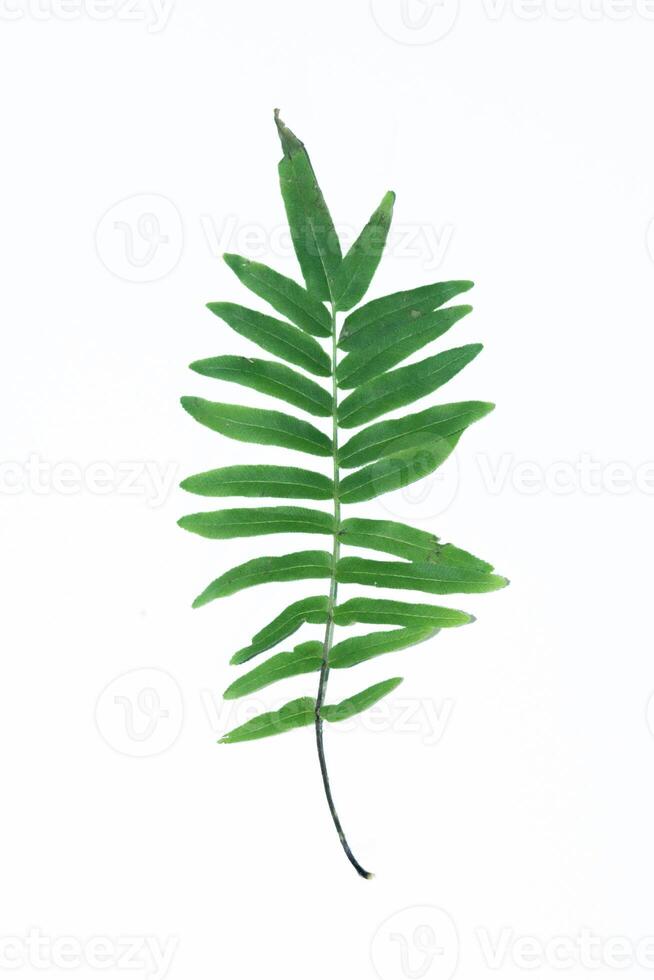 Green Leaf Object on a White Background photo