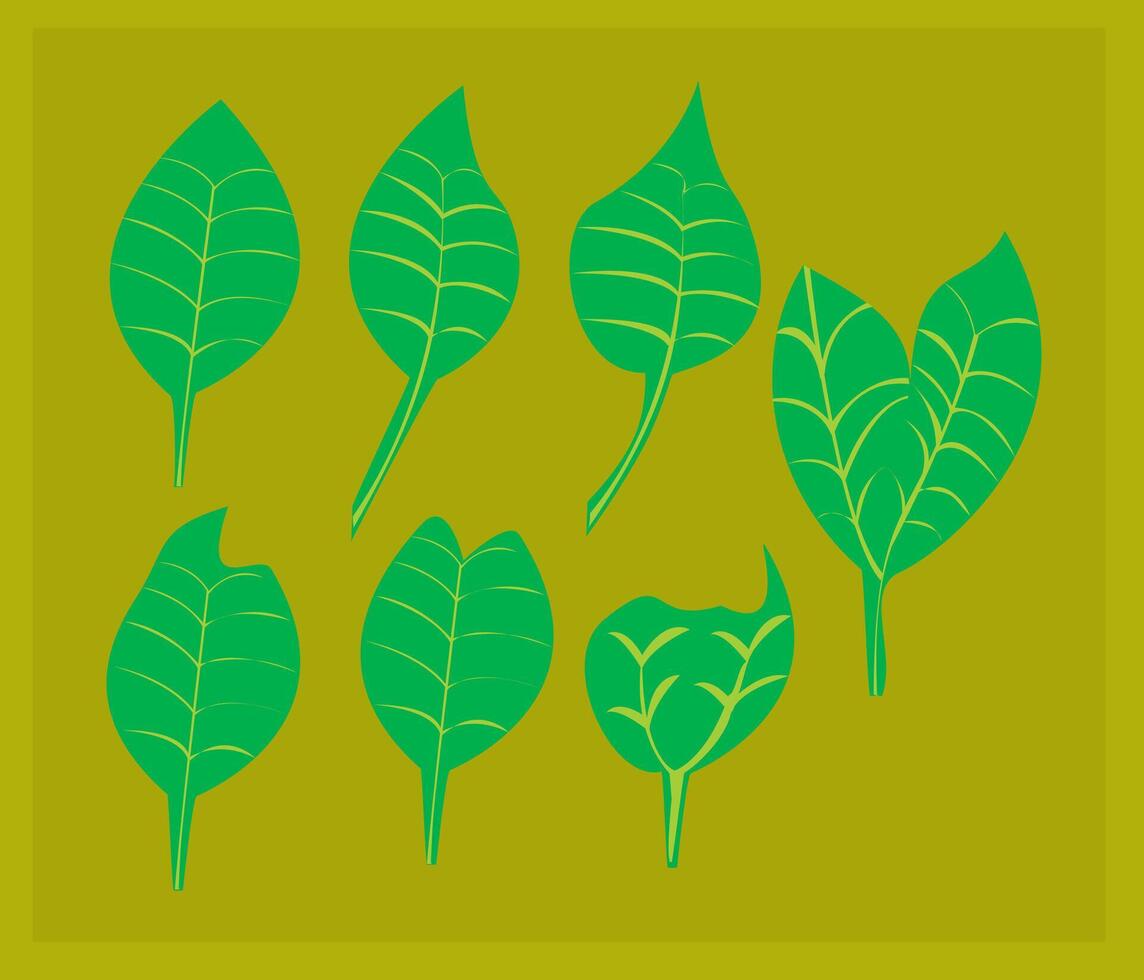 This is Leaf vector