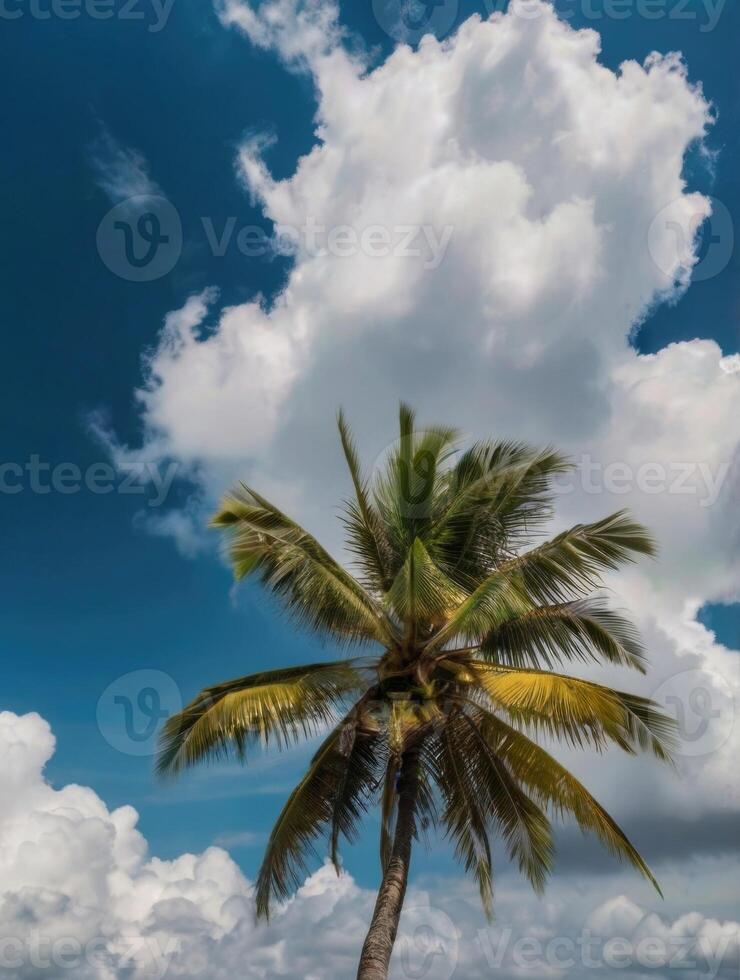 palm trees against a blue sky with clouds photo