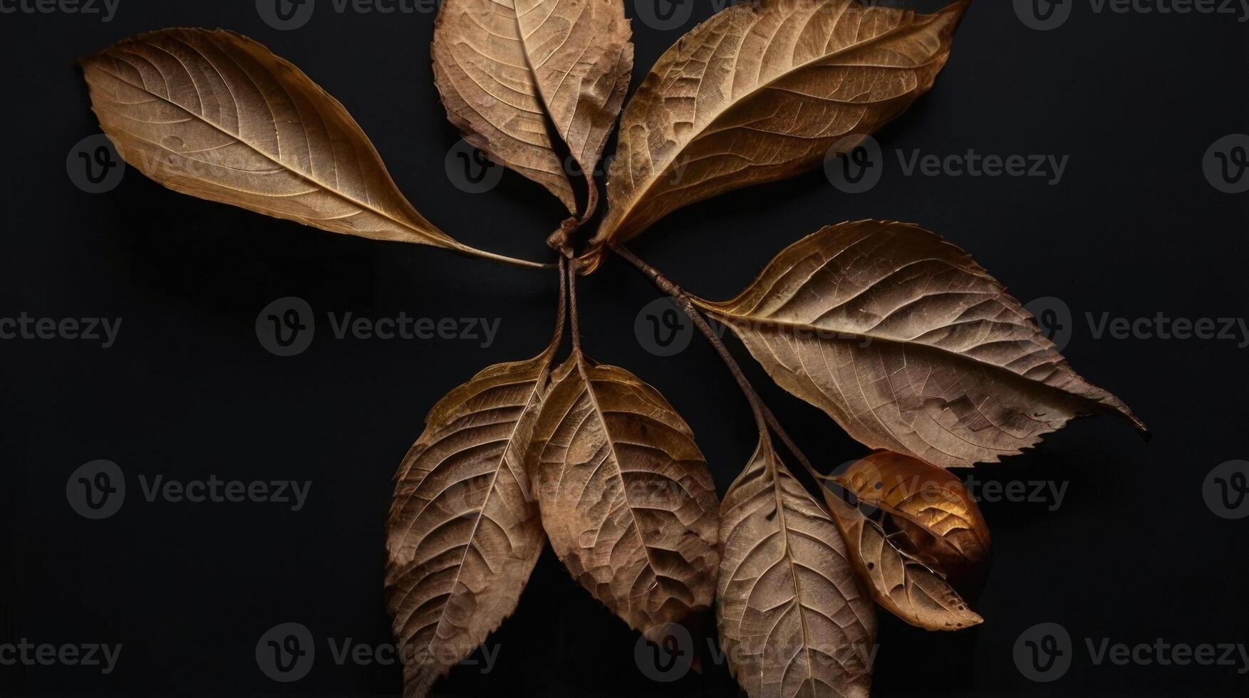 autumn leaves on black background photo