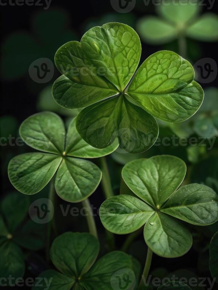 a close up of green shamrock leaves photo