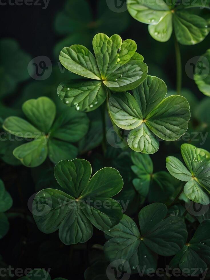 a close up of green shamrock leaves photo