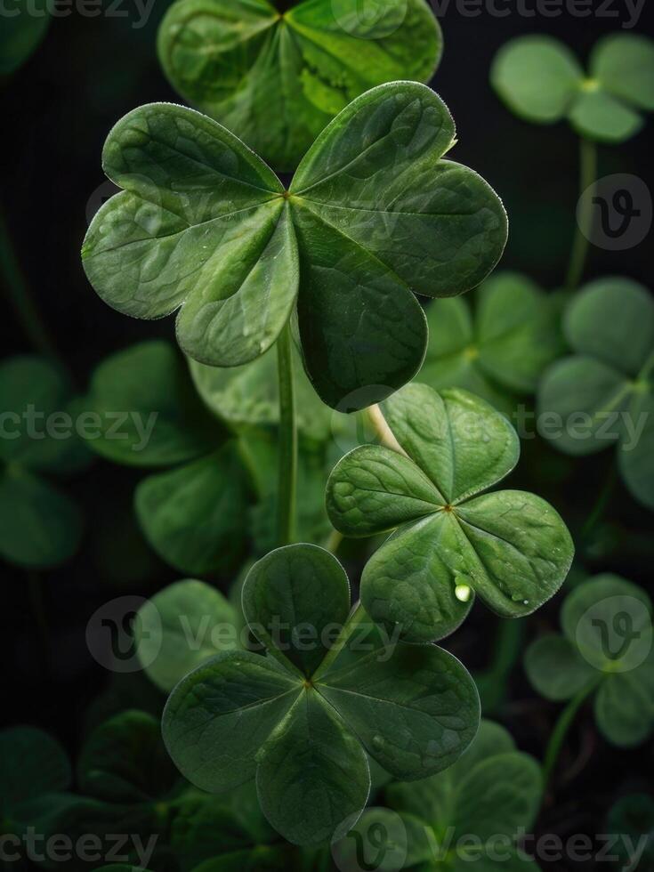 a close up of green shamrock leaves photo