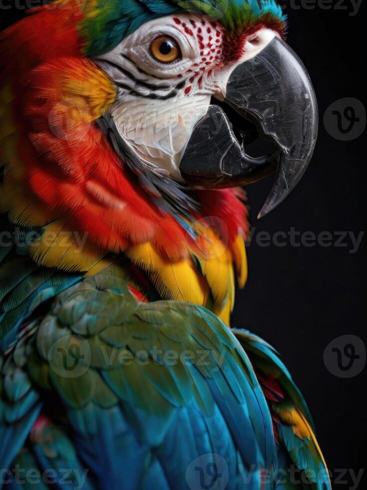a close up of a colorful parrot photo