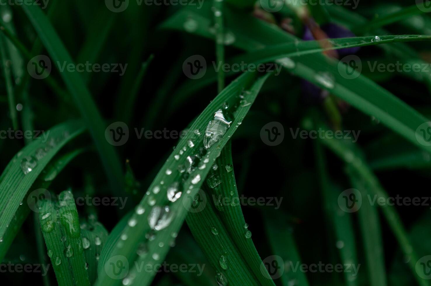 Close-up of morning dew on the green grass in the morning photo