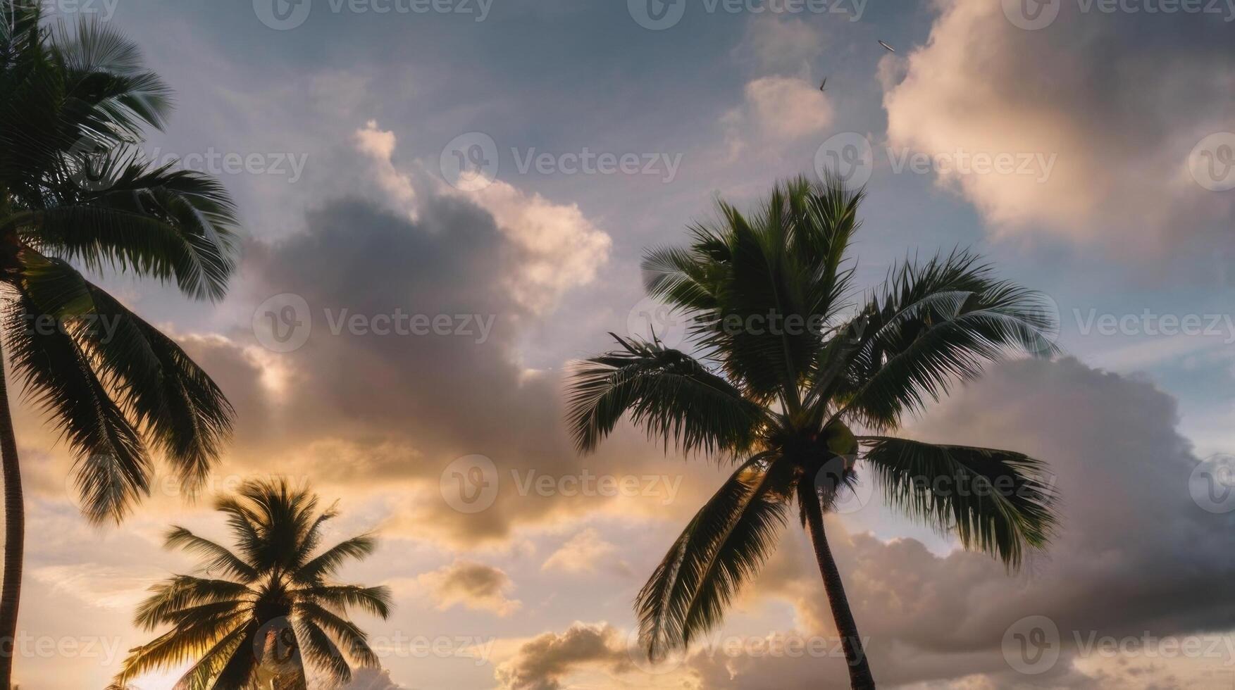 palm trees on the beach at sunset photo