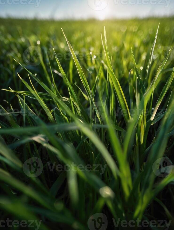 a close up of grass in the sun photo