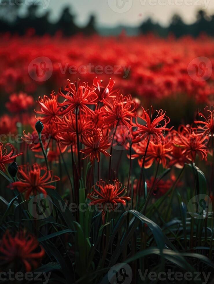 a field of red spider lily in the dark photo