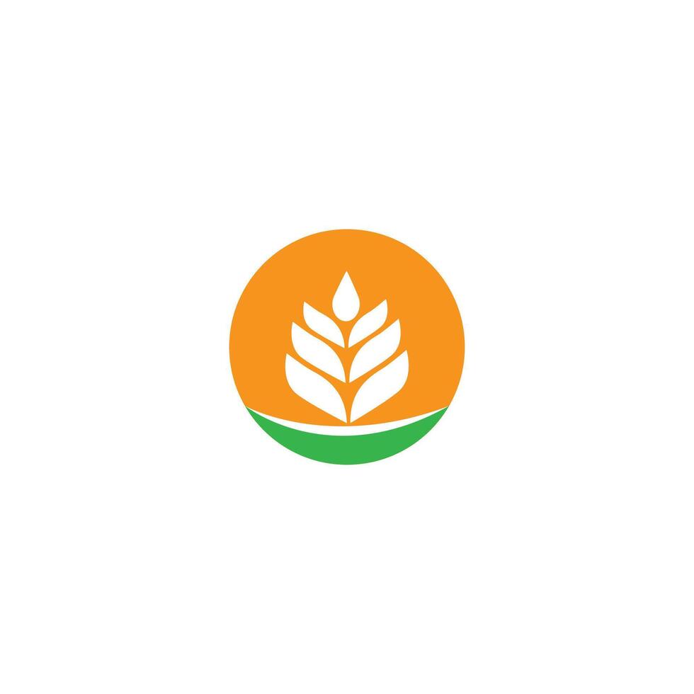 Grain Wheat Logo Concept sign icon symbol Design. vector