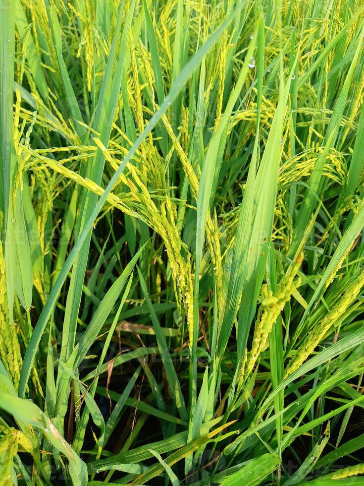 Close up view of green rice fields. photo