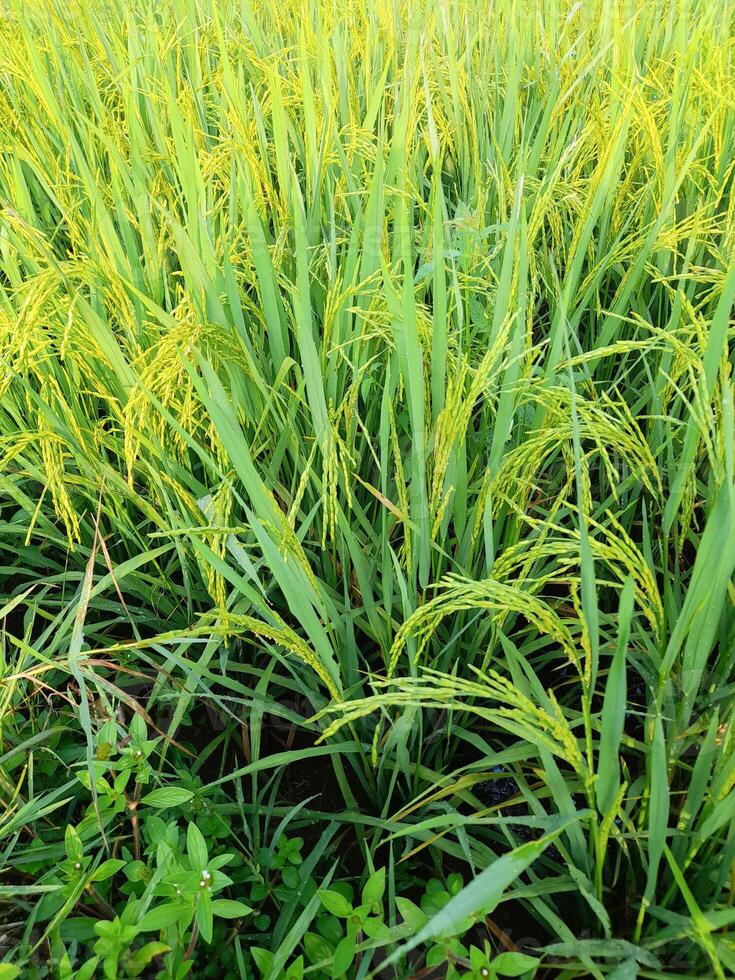 Close up view of green rice fields. photo