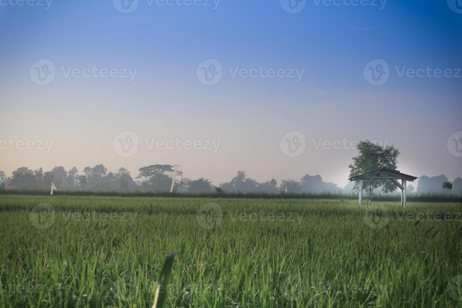 the atmosphere of a small hut in the middle of rice fields at morning sunrise. Beautiful blue sky photo