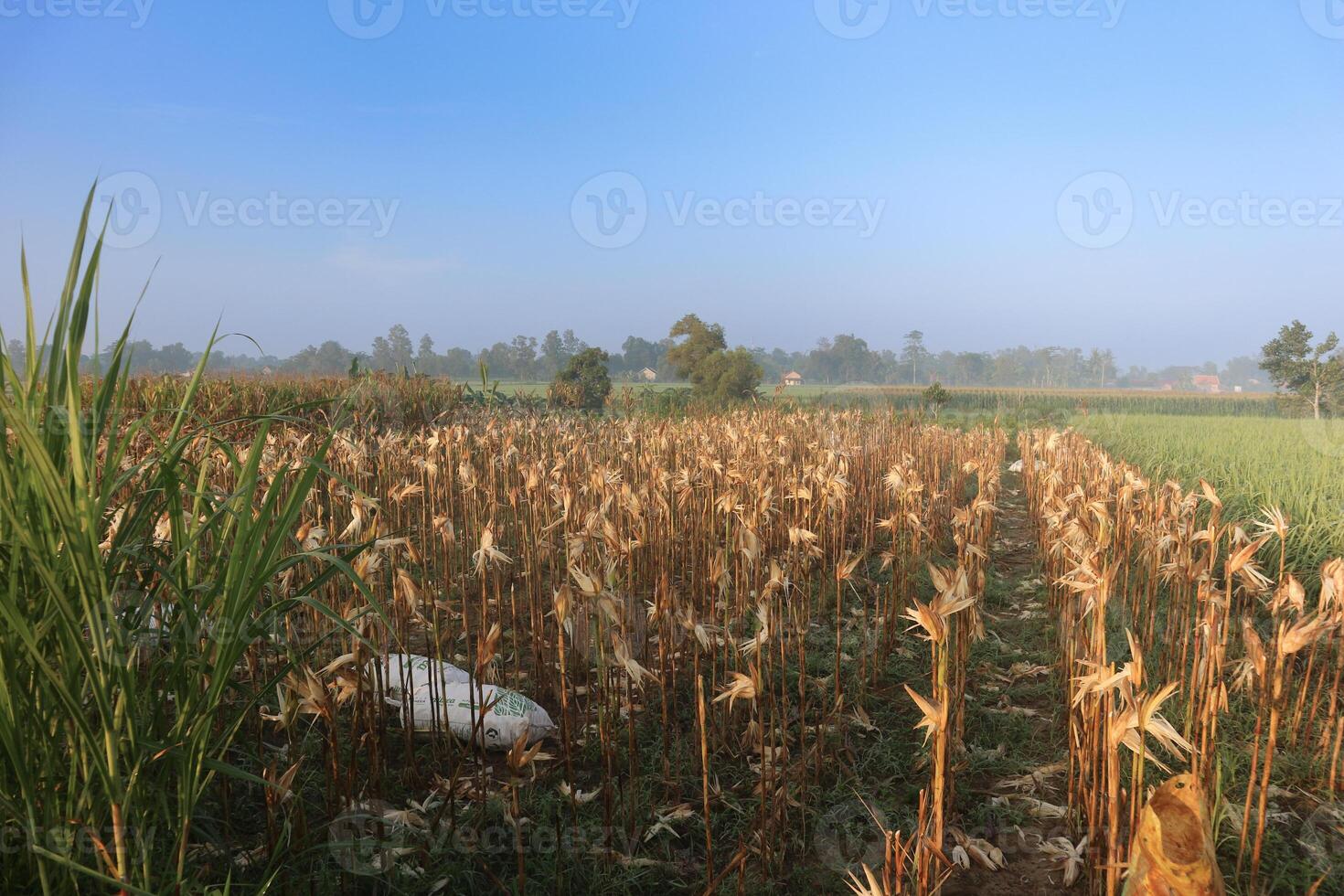 the atmosphere of a corn field that has been harvested with its stalks already turning yellow. nature view at sunrise with blue sky photo