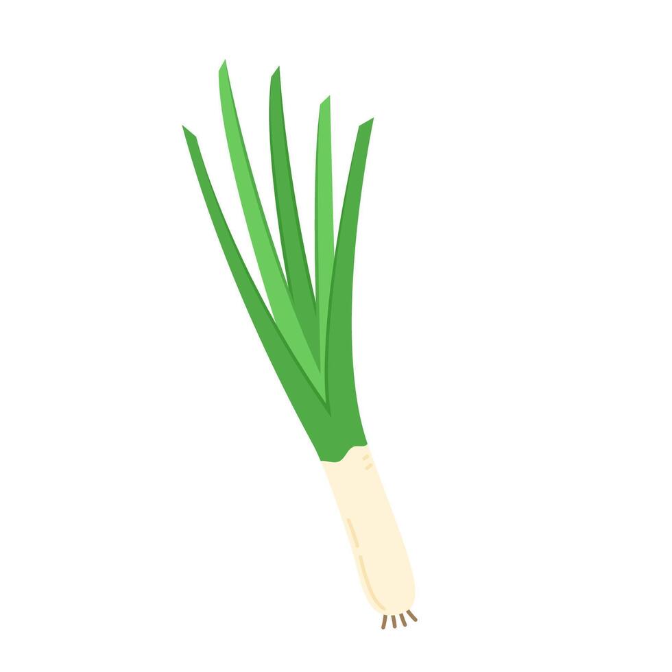 Spring onions . Spring onions on white background. vector