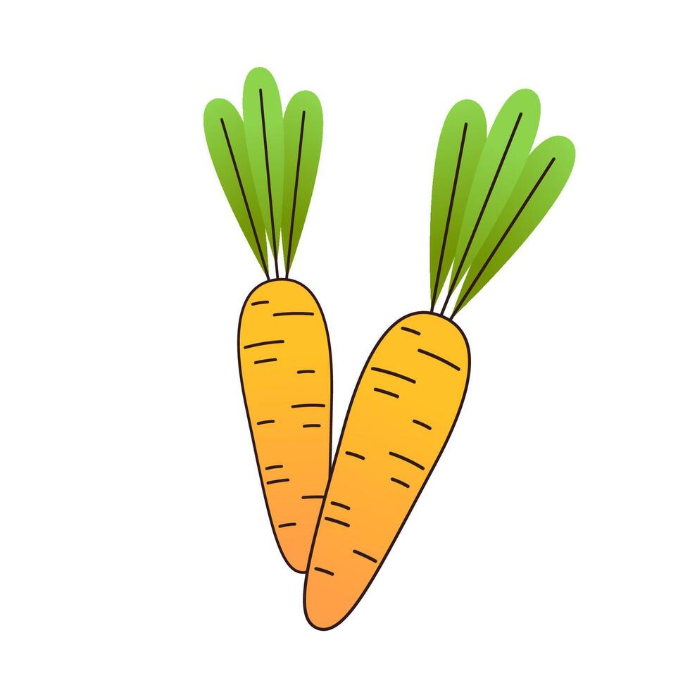 Carrot . Carrot on white background. vector