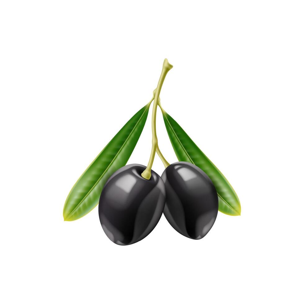 Realistic black olives, isolated branch and leaves vector