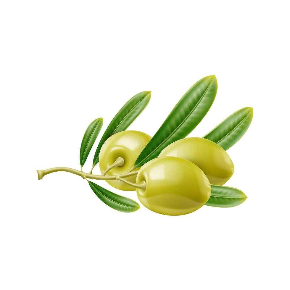 Realistic raw green olives, branch and leaves vector