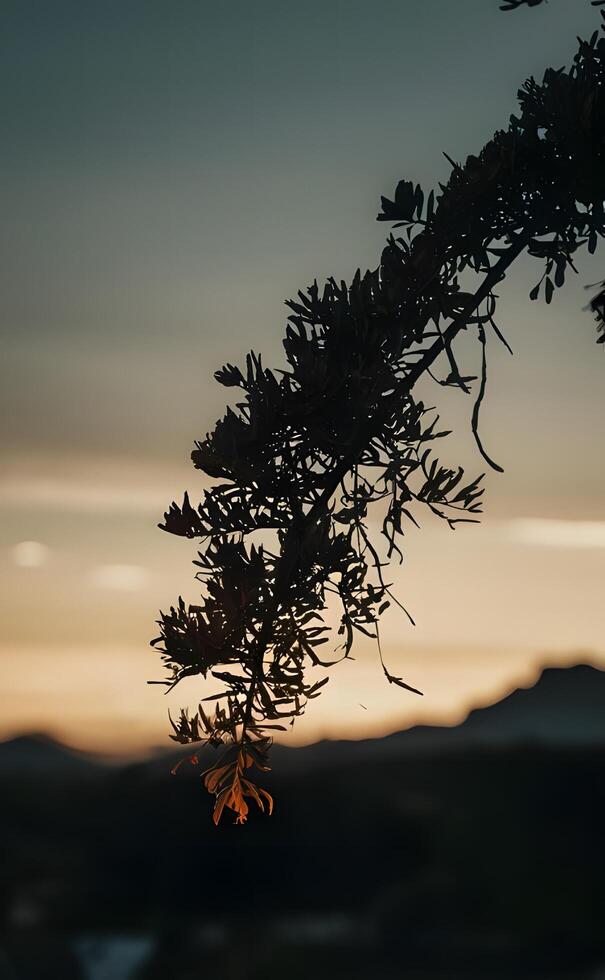 Black Silhouette of a tree branch, photo, illustration photo