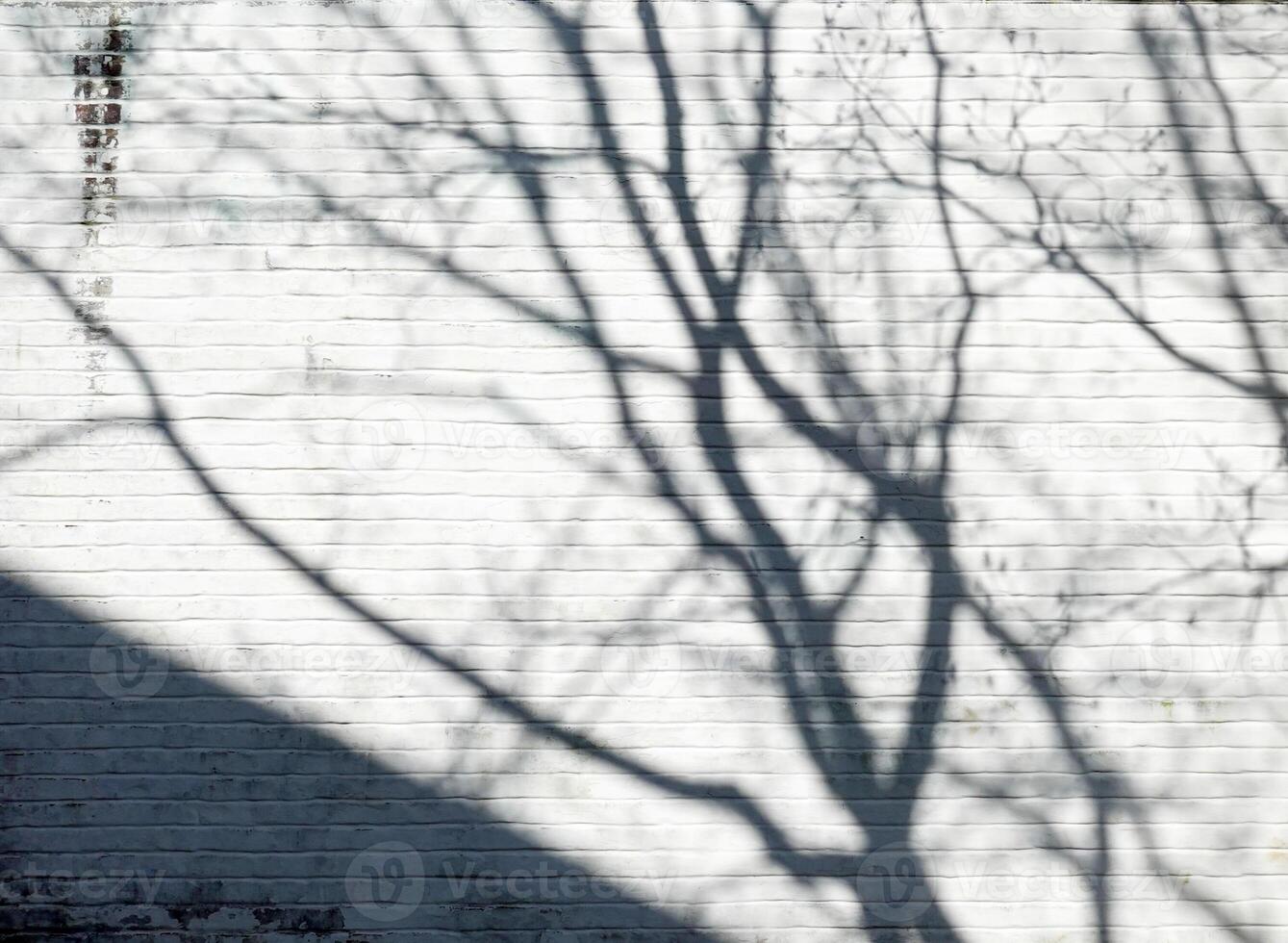 tree shadow on the white brick wall photo