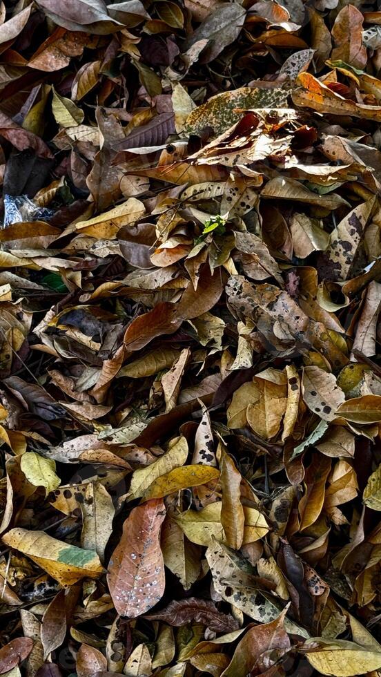 A bunch of fallen dry leaves close up background Outdoor photo