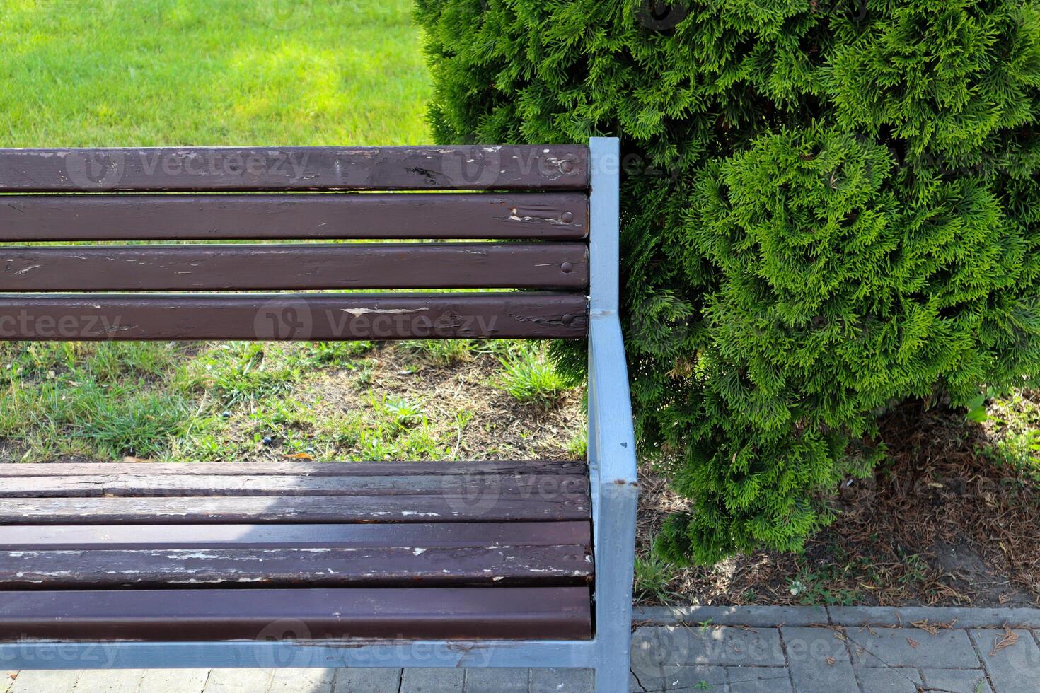 Empty bench near green meadow and thuja. photo