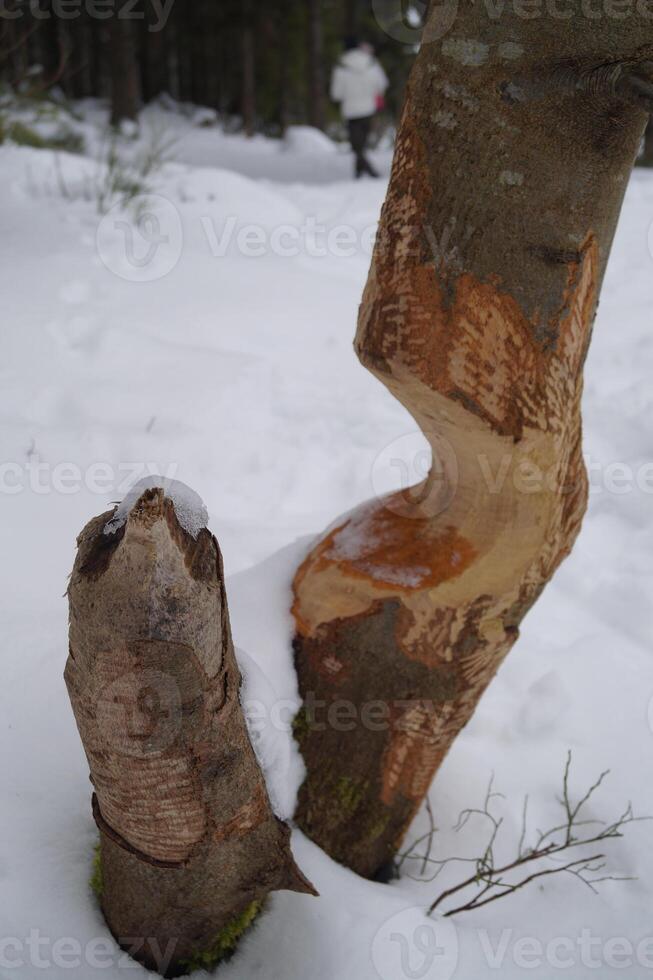 Trees gnawed by beavers in winter photo