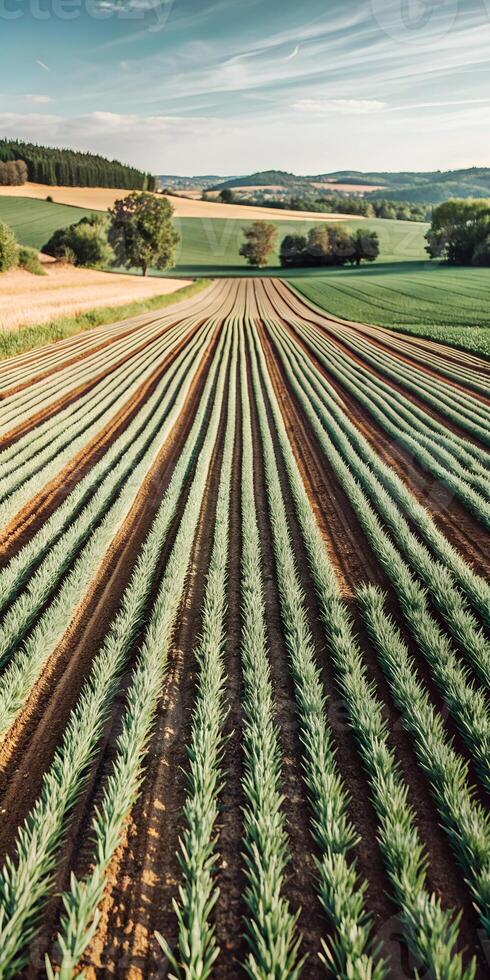 Green Field Planting Agriculture Lines Background photo
