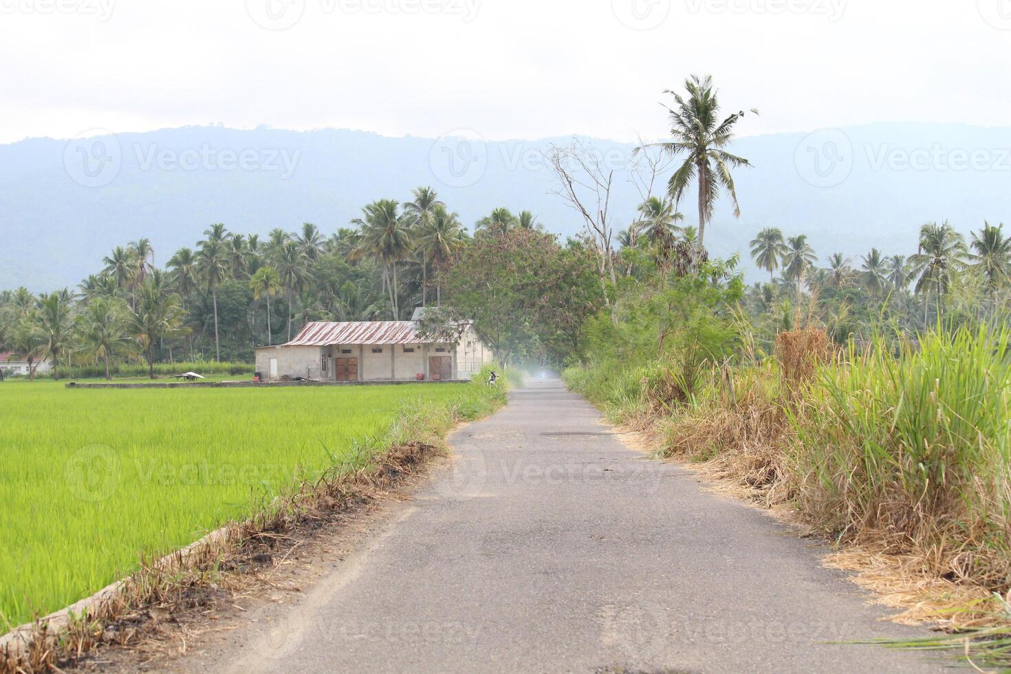 View of the road in the middle of rice fields photo