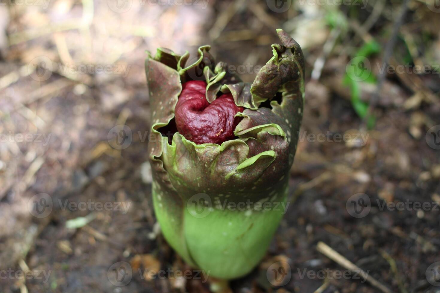 View from above of the Corpse Flower that has not yet bloomed photo