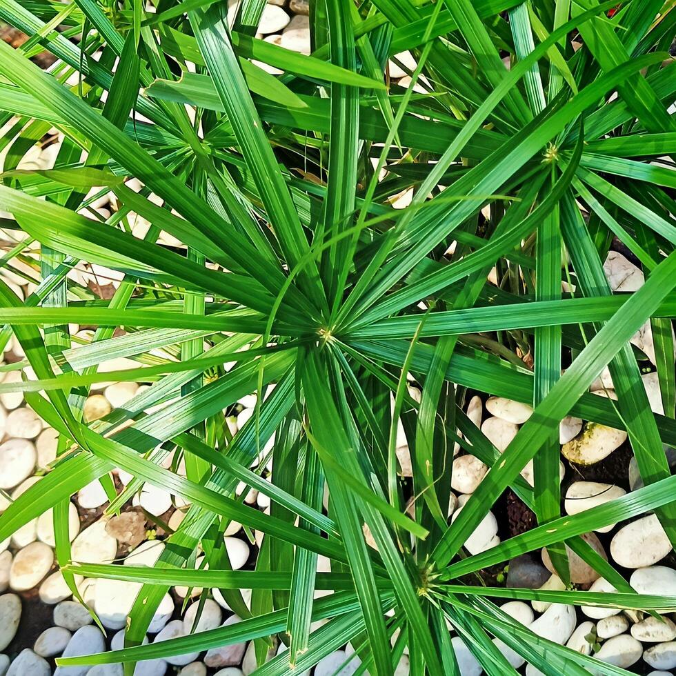 Cyperus papyrus in the small garden photo