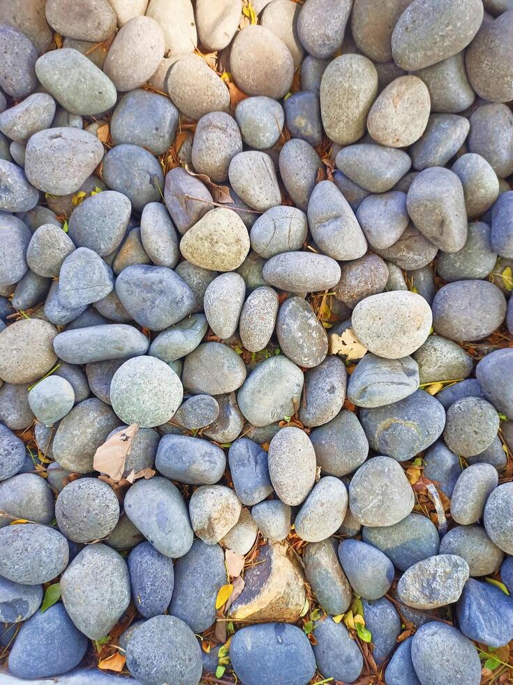 The rock under a big tree photo