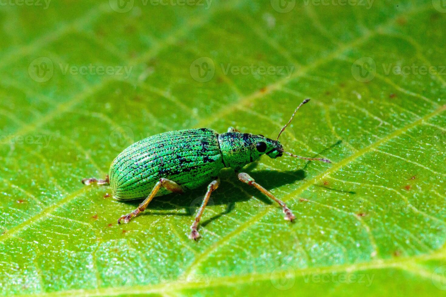 Polydrusus formosus - green shiny beetle weevil on a green leaf photo