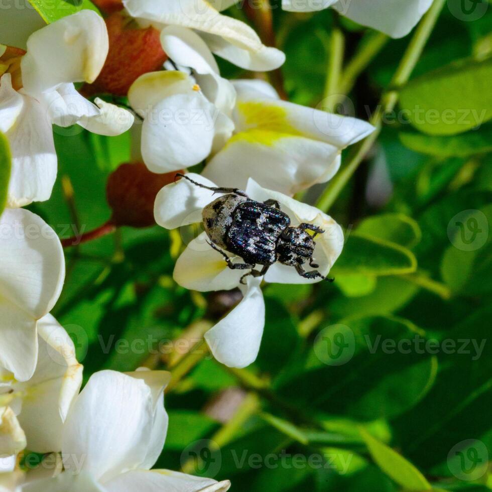 Valgus hemipterus Scarabaeidae, beetle on the inflorescence of an acacia tree photo