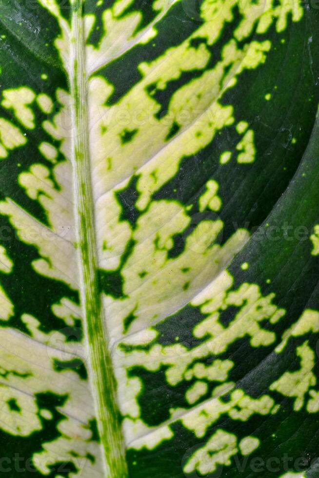 Dumb cane or leopard lily Dieffenbachia sp. - Close-up of a plant leaf from the collection of a botanical garden photo