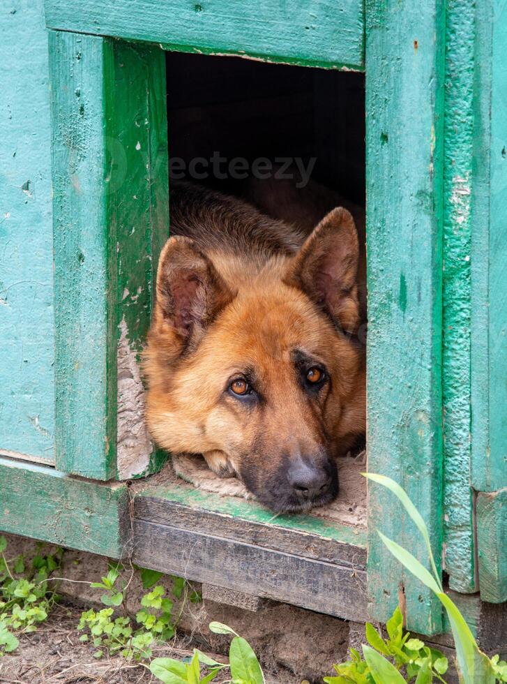 An adult East European Shepherd dog looks out of its house, Ukraine photo