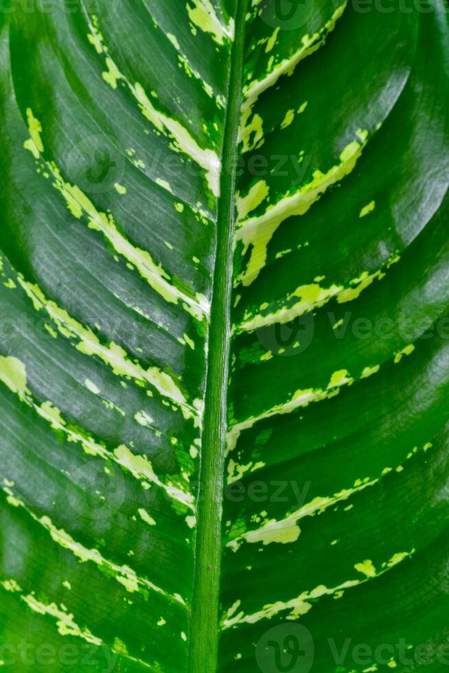Dumb cane or leopard lily Dieffenbachia sp. - Close-up of a plant leaf from the collection of a botanical garden photo