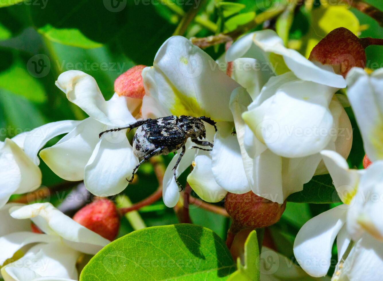 Valgus hemipterus Scarabaeidae, beetle on the inflorescence of an acacia tree photo