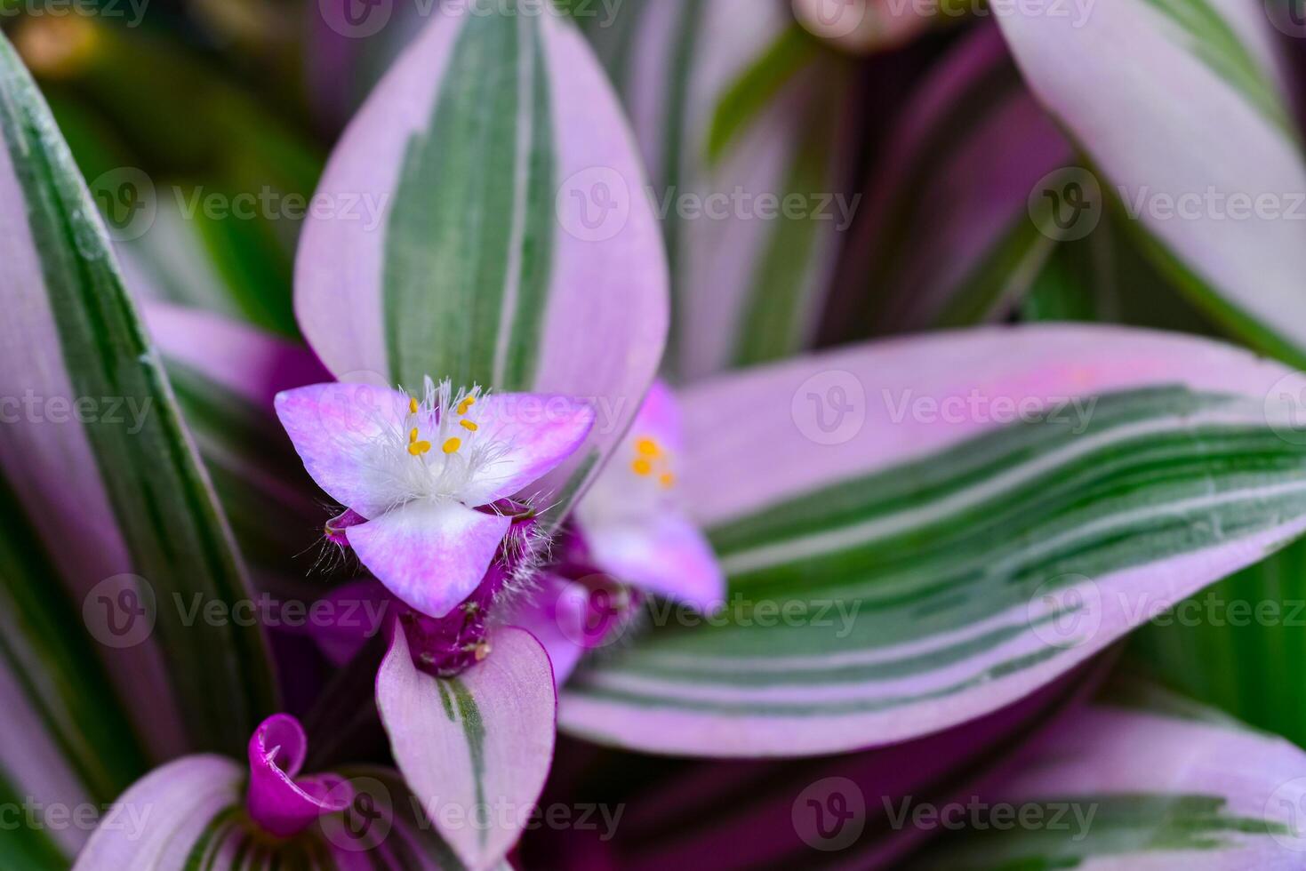 Tradescantia zebrina - Close-up, striped leaves of a plant with pink flowers in the collection photo
