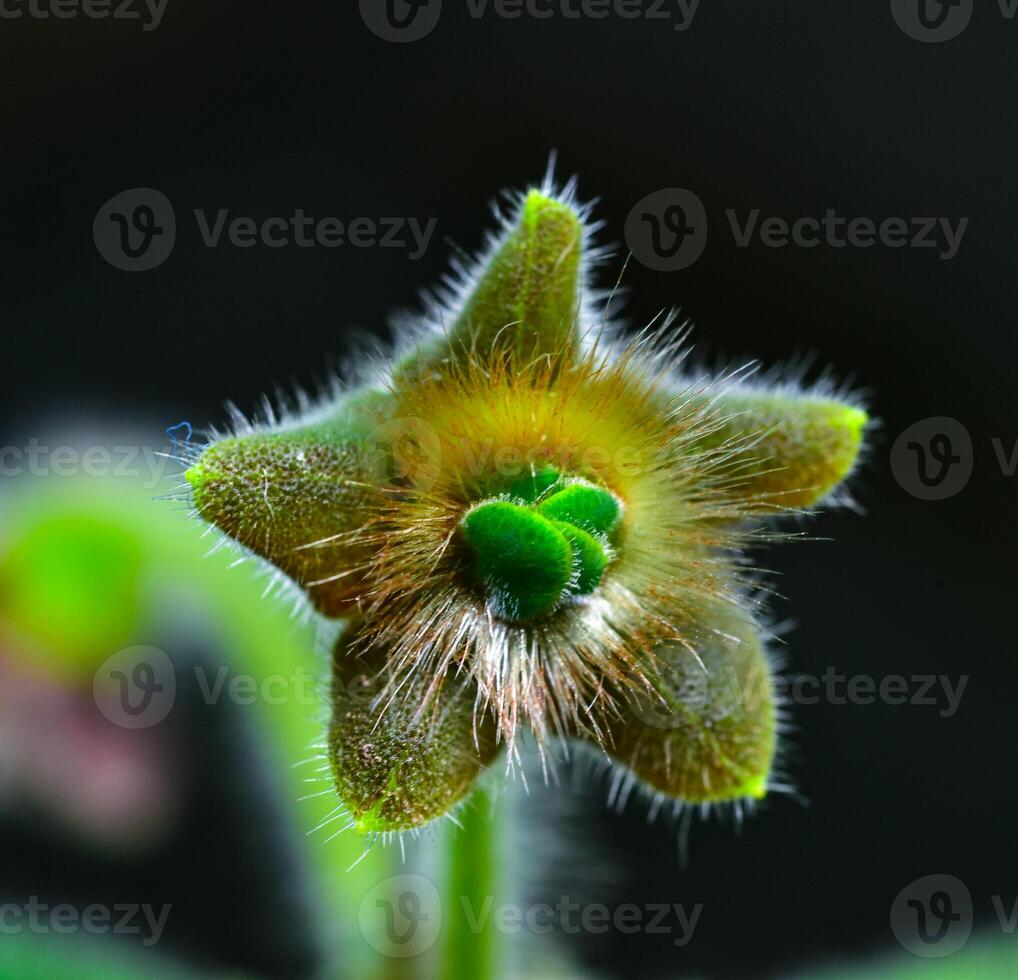 Kohleria amabilis - unopened flower of an ornamental plant in the collection of a botanical garden photo