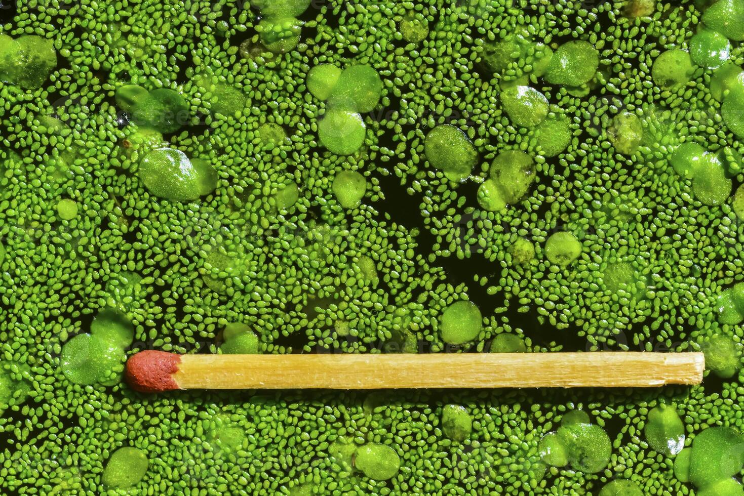 Match for scale, Spotless watermeal, rootless duckweed Wolffia arrhiza and duckweed Lemna turionifera in a stagnant freshwater pond photo