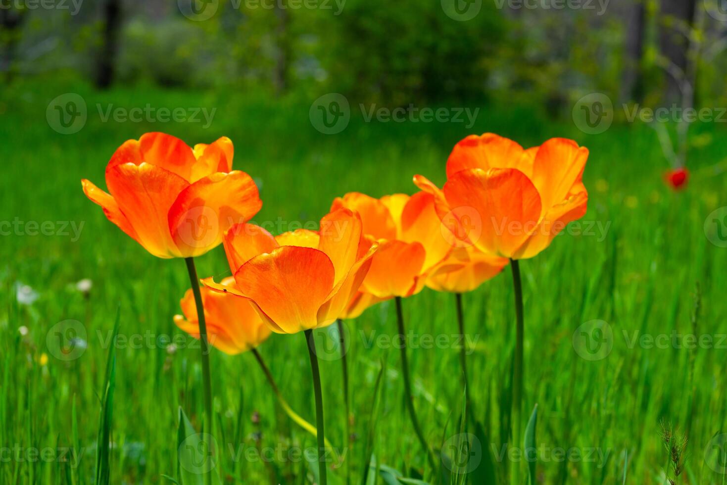 Yellow tulips blooming in spring in the garden, botanical garden in Odessa photo