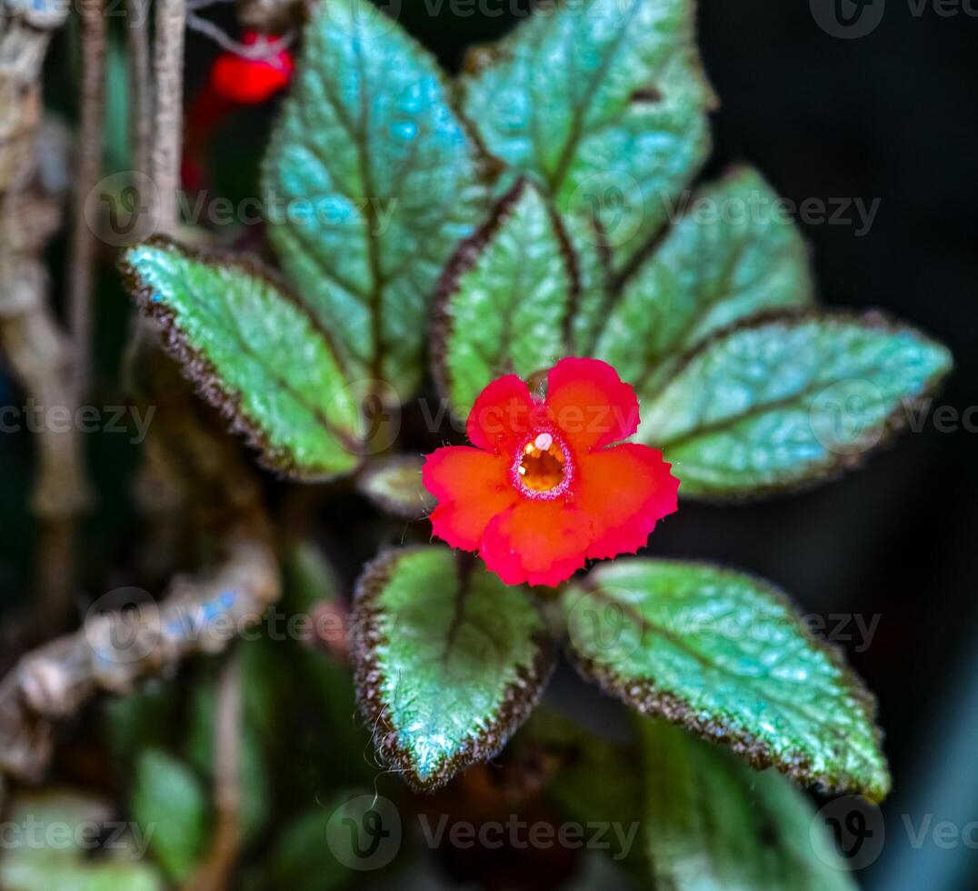 Flame violet Episcia cupreata - red flower of a plant photo