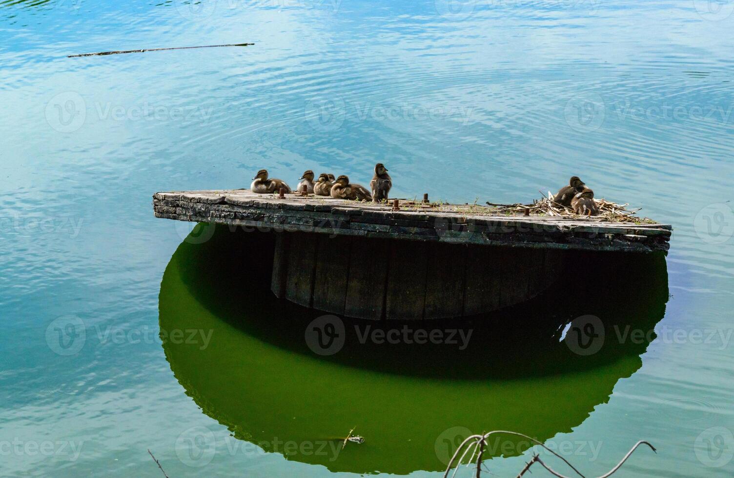 Anas platyrhynchos - duck chicks on a flooded tree in a lake in the city photo