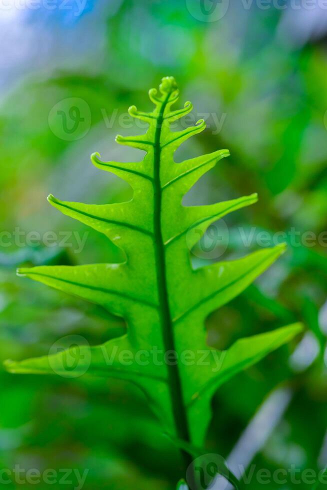 Close-up of a fern leaf without sporangia in a botanical garden photo